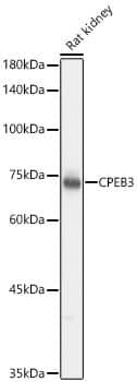 Western Blot CPEB3 Antibody - Azide and BSA Free