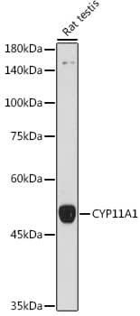 Western Blot: CYP11A1 Antibody - Azide and BSA Free [NBP2-92759] - Western blot analysis of lysates from Rat testis, using CYP11A1 Rabbit pAb  at 1:1000 dilution.Secondary antibody: HRP-conjugated Goat anti-Rabbit IgG (H+L)  at 1:10000 dilution.Lysates/proteins: 25ug per lane.Blocking buffer: 3% nonfat dry milk in TBST.Detection: ECL Basic Kit.Exposure time: 18s.