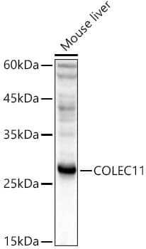 Western Blot CL-K1/COLEC11 Antibody - Azide and BSA Free