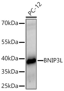 Western Blot: BNIP3L Antibody - Azide and BSA Free [NBP2-92792] - Western blot analysis of lysates from PC-12 cells using BNIP3L Rabbit pAb  at 1:1000 dilution incubated overnight at 4C.Secondary antibody: HRP-conjugated Goat anti-Rabbit IgG (H+L)  at 1:10000 dilution.Lysates/proteins: 25 ug per lane.Blocking buffer: 3% nonfat dry milk in TBST.Detection: ECL Enhanced Kit.Exposure time: 60s.