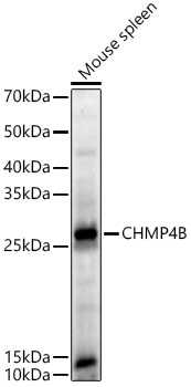 Western Blot: CHMP4B Antibody - BSA Free [NBP2-92805] - Western blot analysis of lysates from Mouse spleen using CHMP4B Rabbit pAb at 1:400 dilution.Secondary antibody:HRP Goat Anti-Rabbit IgG (H+L) at 1:10000 dilution.Lysates/proteins: 25 ug per lane.Blocking buffer: 3% nonfat dry milk in TBST.Detection:ECL Basic Kit.Exposuretime:90s.