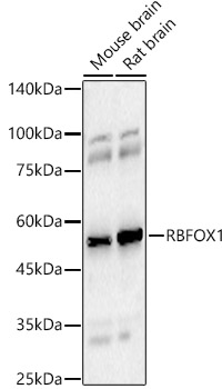 Western Blot: A2BP1 Antibody - Azide and BSA Free [NBP2-92816] - Western blot analysis of various lysates, using A2BP1 antibody  at  1:800 dilution.Secondary antibody: HRP Goat Anti-Rabbit IgG (H+L)  at 1:10000 dilution.Lysates/proteins: 25ug per lane.Blocking buffer: 3% nonfat dry milk in TBST.Detection: ECL Basic Kit.Exposure time: 60s.