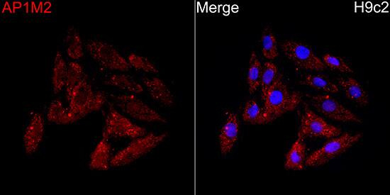 Immunocytochemistry/ Immunofluorescence: AP1M2 Antibody - BSA Free [NBP2-92832] - Immunofluorescence analysis of H9c2 cells using AP1M2 Rabbit pAb  at a dilution of 1:100 (40x lens). Secondary antibody: Cy3 Goat Anti-Rabbit IgG (H+L) at 1:500 dilution. Blue: DAPI for nuclear staining.