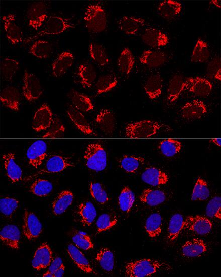 Immunocytochemistry/ Immunofluorescence: AP1M2 Antibody - BSA Free [NBP2-92832] - Confocal immunofluorescence analysis of U2OS cells using AP1M2 Rabbit pAb  at dilution of 1:200. Blue: DAPI for nuclear staining.