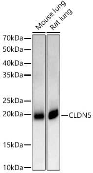 Western Blot Claudin-5 Antibody - Azide and BSA Free