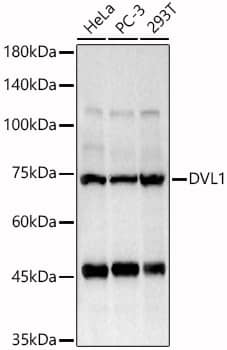 Western Blot Dishevelled-1 Antibody - Azide and BSA Free