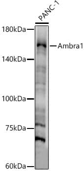 Western Blot AMBRA1 Antibody - BSA Free