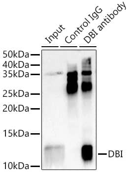 Immunoprecipitation: ACBP Antibody - Azide and BSA Free [NBP2-92856] - Immunoprecipitation analysis of 300 ug extracts of HeLa cells using 3 ug ACBP antibody . Western blot was performed from the immunoprecipitate using ACBP antibody  at a dilution of 1:1000.