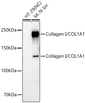 Western Blot: Collagen I alpha 1 Antibody - Azide and BSA Free [NBP2-92858] - Western blot analysis of various lysates using Collagen I alpha 1 Rabbit pAb  at 1:3000 dilution incubated overnight at 4C.Secondary antibody: HRP-conjugated Goat anti-Rabbit IgG (H+L)  at 1:10000 dilution.Lysates/proteins: 25 ug per lane.Blocking buffer: 3% nonfat dry milk in TBST.Detection: ECL Basic Kit.Negative control (NC): HT-29Exposure time: 90s.