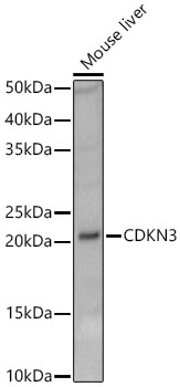 Western Blot CDKN3 Antibody - Azide and BSA Free