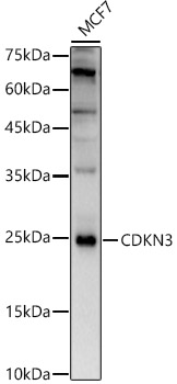 Western Blot: CDKN3 Antibody - Azide and BSA Free [NBP2-92881] - Western blot analysis of lysates from MCF7 cells, using CDKN3 Rabbit pAb  at  1:400 dilution.Secondary antibody: HRP Goat Anti-Rabbit IgG (H+L)  at 1:10000 dilution.Lysates/proteins: 25ug per lane.Blocking buffer: 3% nonfat dry milk in TBST.Detection: ECL Basic Kit.Exposure time: 60s.