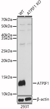 <b>Genetic Strategies Validation. </b>Western Blot: ATPase Inhibitory Factor 1 Antibody - BSA Free [NBP2-92891] - Western blot analysis of lysates from wild type(WT) and ATPase Inhibitory Factor 1 knockout (KO) 293T(KO) cells, using [KO Validated] ATPase Inhibitory Factor 1 Rabbit pAb  at 1:1000 dilution.Secondary antibody: HRP Goat Anti-Rabbit IgG (H+L)  at 1:10000 dilution.Lysates/proteins: 25ug per lane.Blocking buffer: 3% nonfat dry milk in TBST.Detection: ECL Basic Kit.Exposure time: 1s.