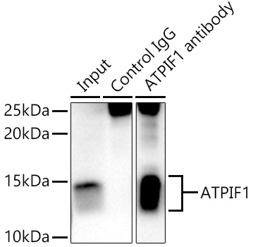 Immunoprecipitation: ATPase Inhibitory Factor 1 Antibody - BSA Free [NBP2-92891] - Immunoprecipitation analysis of 300 ug extracts of K-562 cells using 3 ug [KO Validated] ATPase Inhibitory Factor 1 Rabbit pAb . Western blot was performed from the immunoprecipitate using [KO Validated] ATPase Inhibitory Factor 1 Rabbit pAb  at a dilition of  1:3000.