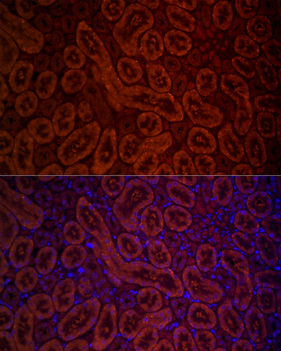 Immunocytochemistry/ Immunofluorescence DAO Antibody - Azide and BSA Free