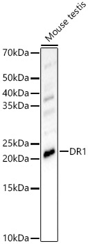 Western Blot: DR1 Antibody - BSA Free [NBP2-92906] - Western blot analysis of Mouse testis, using DR1 antibody  at  1:700 dilution.Secondary antibody: HRP Goat Anti-Rabbit IgG (H+L)  at 1:10000 dilution.Lysates/proteins: 25ug per lane.Blocking buffer: 3% nonfat dry milk in TBST.Detection: ECL Enhanced Kit.Exposure time: 90s.