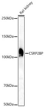 Western Blot CSRP2BP Antibody - BSA Free