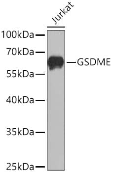 Western Blot: Dfna5 Antibody - Azide and BSA Free [NBP2-92914] - Western blot analysis of lysates from Jurkat cells using GSDME Rabbit pAb  at 1:1000 dilution incubated overnight at 4C.Secondary antibody: HRP-conjugated Goat anti-Rabbit IgG (H+L)  at 1:10000 dilution.Lysates/proteins: 25 ug per lane.Blocking buffer: 3% nonfat dry milk in TBST.Detection: ECL Enhanced Kit.Exposure time: 60s.