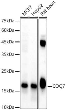 Western Blot COQ7 Antibody - BSA Free