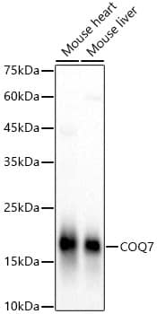 Western Blot COQ7 Antibody - BSA Free