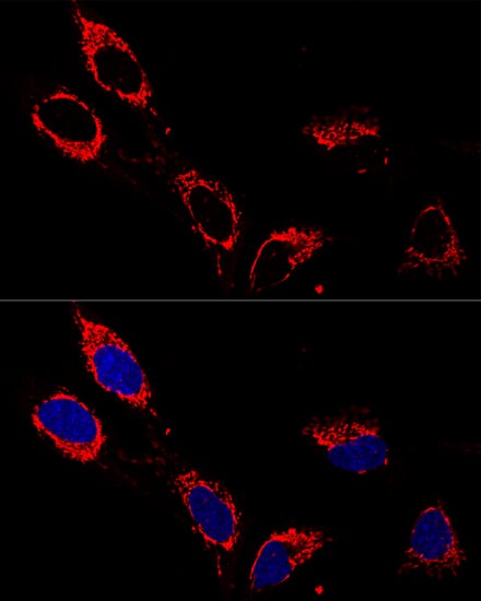 Immunocytochemistry/ Immunofluorescence: ATP5A Antibody - BSA Free [NBP2-92928] - Confocal immunofluorescence analysis of U-2OS cells using ATP5A Rabbit pAb  at dilution of 1:200. Blue: DAPI for nuclear staining.