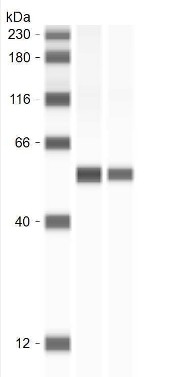 Simple Western: ATP5A Antibody [NBP2-92928] - ATP5A Antibodies (NBP2-92928), ProteinSimple Western Blot on Jess Instrument. One microgram of human brain tissue lysate was tested with the antibodies diluted 1:10 or 1:20 times. Image from verified customer review.