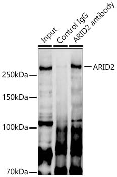 Immunoprecipitation: ARID2 Antibody - BSA Free [NBP2-92943] - Immunoprecipitation analysis of 300 ug extracts of 293F cells using 3 ug ARID2 Rabbit pAb . Western blot was performed from the immunoprecipitate using ARID2 Rabbit pAb  at a dilition of  1:1000.