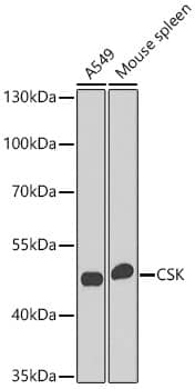 Western Blot: CSK Antibody - BSA Free [NBP2-92944] - Western blot analysis of various lysates using CSK Rabbit pAb  at 1:1000 dilution. Secondary antibody: HRP-conjugated Goat anti-Rabbit IgG (H+L)  at 1:10000 dilution. Lysates / proteins: 25 ug per lane. Blocking buffer: 3 % nonfat dry milk in TBST. Detection: ECL Enhanced Kit. Exposure time: 90s.