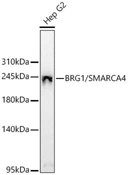 Western Blot: Brg1 Antibody - BSA Free [NBP2-92957] - Western blot analysis of lysates from Hep G2 cells using [KO Validated] Brg1 Rabbit pAb  at 1:1000 dilution incubated overnight at 4C.Secondary antibody: HRP-conjugated Goat anti-Rabbit IgG (H+L)  at 1:10000 dilution.Lysates/proteins: 25 ug per lane.Blocking buffer: 3% nonfat dry milk in TBST.Detection: ECL Basic Kit.Exposure time: 90s.