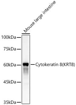 Western Blot: Cytokeratin 8 Antibody - Azide and BSA Free [NBP2-92958] - Western blot analysis of lysates from Mouse large intestine, using Cytokeratin 8 Rabbit pAb  at 1:4000 dilution.Secondary antibody: HRP Goat Anti-Rabbit IgG (H+L)  at 1:10000 dilution.Lysates/proteins: 25ug per lane.Blocking buffer: 3% nonfat dry milk in TBST.Detection: ECL Basic Kit.Exposure time: 10s.