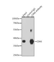 Immunoprecipitation-Cdk6 Antibody - Azide and BSA Free-NBP2-92967-Analysis of 200 μg extracts of Jurkat cells, using 3 μg CDK6 antibody.Western blot was performed from the immunoprecipitate using CDK6 antibody at a dilutionof 1:1000.