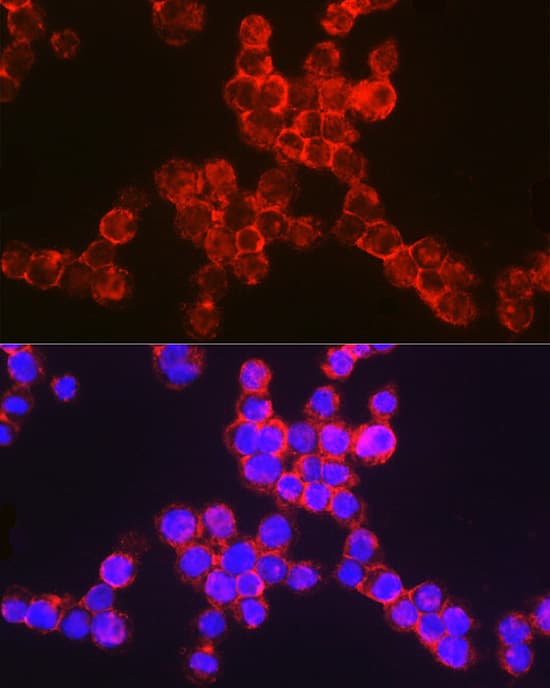 Immunocytochemistry/ Immunofluorescence: CD11b Antibody - Azide and BSA Free [NBP2-92978] - Immunofluorescence analysis of TF-1 cells using CD11b Rabbit pAb  at dilution of 1:100 (40x lens). Secondary antibody: Cy3-conjugated Goat anti-Rabbit IgG (H+L)  at 1:500 dilution. Blue: DAPI for nuclear staining.