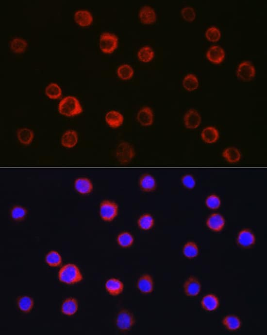 Immunocytochemistry/ Immunofluorescence: CD11b Antibody - Azide and BSA Free [NBP2-92978] - Immunofluorescence analysis of THP-1 cells using CD11b Rabbit pAb  at dilution of 1:100 (40x lens). Secondary antibody: Cy3-conjugated Goat anti-Rabbit IgG (H+L)  at 1:500 dilution. Blue: DAPI for nuclear staining.