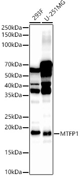 Western Blot: MTP18 Antibody - BSA Free [NBP2-93000] - Western blot analysis of various lysates, using MTP18 Rabbit pAb  at 1:1000 dilution.Secondary antibody: HRP Goat Anti-Rabbit IgG (H+L)  at 1:10000 dilution.Lysates/proteins: 25ug per lane.Blocking buffer: 3% nonfat dry milk in TBST.Detection: ECL Basic Kit.Exposure time: 60s.