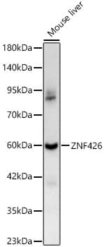Western Blot: ZNF426 Antibody - Azide and BSA Free [NBP2-93046] - Western blot analysis of lysates from Mouse liver, using ZNF426 Rabbit pAb  at 1:400 dilution.Secondary antibody: HRP-conjugated Goat anti-Rabbit IgG (H+L)  at 1:10000 dilution.Lysates/proteins: 25ug per lane.Blocking buffer: 3% nonfat dry milk in TBST.Detection: ECL Basic Kit.Exposure time: 60s.