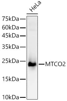Western Blot: MT-CO2 Antibody - Azide and BSA Free [NBP2-93084] - Western blot analysis of lysates from HeLa cells, using MT-CO2 Rabbit pAb  at 1:2000 dilution.Secondary antibody: HRP-conjugated Goat anti-Rabbit IgG (H+L)  at 1:10000 dilution.Lysates/proteins: 25ug per lane.Blocking buffer: 3% nonfat dry milk in TBST.Detection: ECL Basic Kit.Exposure time: 10s.