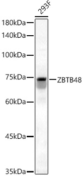 Western Blot: ZBTB48 Antibody - BSA Free [NBP2-93089] - Western blot analysis of 293F, using ZBTB48 antibody  at  1:500 dilution.Secondary antibody: HRP Goat Anti-Rabbit IgG (H+L)  at 1:10000 dilution.Lysates/proteins: 25ug per lane.Blocking buffer: 3% nonfat dry milk in TBST.Detection: ECL Basic Kit.Exposure time: 90s.
