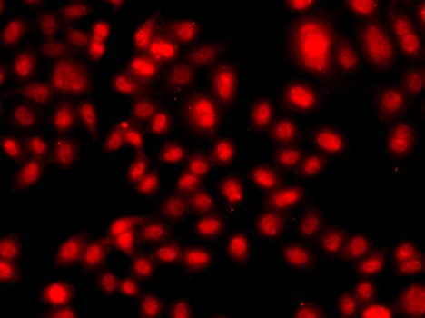 Immunocytochemistry/ Immunofluorescence TEAD3 Antibody - BSA Free