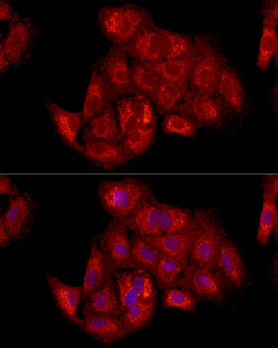 Immunocytochemistry/ Immunofluorescence: TIMM23 Antibody - Azide and BSA Free [NBP2-93133] - Immunofluorescence analysis of A549 cells using TIMM23 Rabbit pAb  at dilution of 1:100 (40x lens). Secondary antibody: Cy3-conjugated Goat anti-Rabbit IgG (H+L)  at 1:500 dilution. Blue: DAPI for nuclear staining.