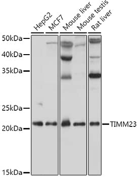 Western Blot: TIMM23 Antibody - Azide and BSA Free [NBP2-93133] - Western blot analysis of various lysates using TIMM23 Rabbit pAb  at 1:1000 dilution.Secondary antibody: HRP-conjugated Goat anti-Rabbit IgG (H+L)  at 1:10000 dilution.Lysates/proteins: 25ug per lane.Blocking buffer: 3% nonfat dry milk in TBST.Detection: ECL Basic Kit.Exposure time: 1s.