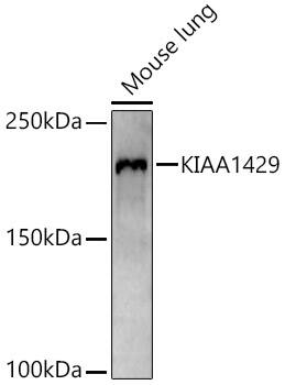 Western Blot Virilizer Antibody - Azide and BSA Free