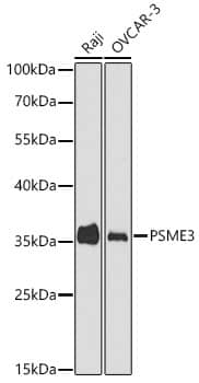 Western Blot PA28 Activator gamma Subunit/PSME3 Antibody - Azide and BSA Free