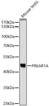 Western Blot: Protein Kinase A regulatory subunit I alpha Antibody - Azide and BSA Free [NBP2-93193] - Western blot analysis of lysates from Mouse testis using Protein Kinase A regulatory subunit I alpha Rabbit pAb  at 1:1000 dilution.Secondary antibody: HRP-conjugated Goat anti-Rabbit IgG (H+L)  at 1:10000 dilution.Lysates/proteins: 25 ug per lane.Blocking buffer: 3% nonfat dry milk in TBST.Detection: ECL Basic Kit.Exposure time: 10s.