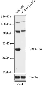 <b>Genetic Strategies Validation. </b>Western Blot: Protein Kinase A regulatory subunit I alpha Antibody - Azide and BSA Free [NBP2-93193] - Western blot analysis of lysates from wild type (WT) and Protein Kinase A regulatory subunit I alpha knockout (KO) 293T cells, using [KO Validated] Protein Kinase A regulatory subunit I alpha Rabbit pAb  at 1:500 dilution.Secondary antibody: HRP-conjugated Goat anti-Rabbit IgG (H+L)  at 1:10000 dilution.Lysates/proteins: 25ug per lane.Blocking buffer: 3% nonfat dry milk in TBST.Detection: ECL Basic Kit.Exposure time: 5s.