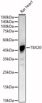 Western Blot: TBX20 Antibody - Azide and BSA Free [NBP2-93256] - Western blot analysis of lysates from Rat heart, using TBX20 Rabbit pAb  at  1:900 dilution.Secondary antibody: HRP-conjugated Goat anti-Rabbit IgG (H+L)  at 1:10000 dilution.Lysates/proteins: 25ug per lane.Blocking buffer: 3% nonfat dry milk in TBST.Detection: ECL Basic Kit.Exposure time: 60s.