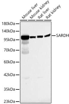 Western Blot: SARDH Antibody - Azide and BSA Free [NBP2-93295] - Western blot analysis of various lysates, using SARDH Rabbit pAb  at 1:1000 dilution.Secondary antibody: HRP-conjugated Goat anti-Rabbit IgG (H+L)  at 1:10000 dilution.Lysates/proteins: 25ug per lane.Blocking buffer: 3% nonfat dry milk in TBST.Detection: ECL Basic Kit.Exposure time: 40s.