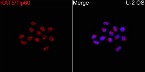 Immunocytochemistry/ Immunofluorescence: TIP60 Antibody - Azide and BSA Free [NBP2-93320] - Immunofluorescence analysis of U-2 OS cells using TIP60 Rabbit pAb  at a dilution of 1:100 (40x lens). Secondary antibody: Cy3-conjugated Goat anti-Rabbit IgG (H+L) at 1:500 dilution. Blue: DAPI for nuclear staining.