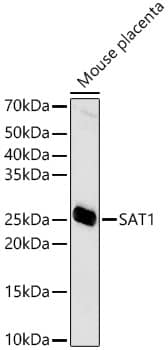 Western Blot SAT1 Antibody - BSA Free