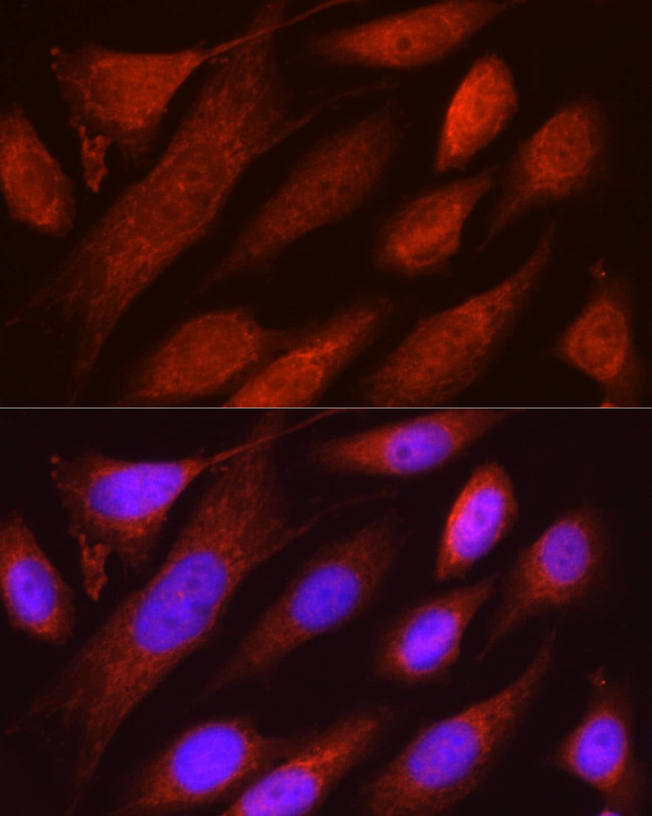 Immunocytochemistry/ Immunofluorescence: RHOT2 Antibody - Azide and BSA Free [NBP2-93326] - Immunofluorescence analysis of U2OS cells using RHOT2 Rabbit pAb  at dilution of 1:50 (40x lens). Secondary antibody: Cy3-conjugated Goat anti-Rabbit IgG (H+L)  at 1:500 dilution. Blue: DAPI for nuclear staining.