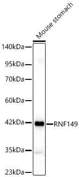 Western Blot: RNF149 Antibody - Azide and BSA Free [NBP2-93343] - Western blot analysis of lysates from Mouse stomach using RNF149 Rabbit pAb  at 1:600 dilution.Secondary antibody: HRP-conjugated Goat anti-Rabbit IgG (H+L)  at 1:10000 dilution.Lysates/proteins: 25 ug per lane.Blocking buffer: 3% nonfat dry milk in TBST.Detection: ECL Basic Kit.Exposure time: 30s.