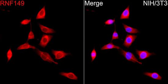 Immunocytochemistry/ Immunofluorescence: RNF149 Antibody - Azide and BSA Free [NBP2-93343] - Immunofluorescence analysis of NIH/3T3 cells using RNF149 Rabbit pAb  at dilution of 1:50 (40x lens). Secondary antibody: Cy3-conjugated Goat anti-Rabbit IgG (H+L)  at 1:500 dilution. Blue: DAPI for nuclear staining.